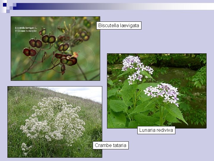 Biscutella laevigata Lunaria rediviva Crambe tataria 