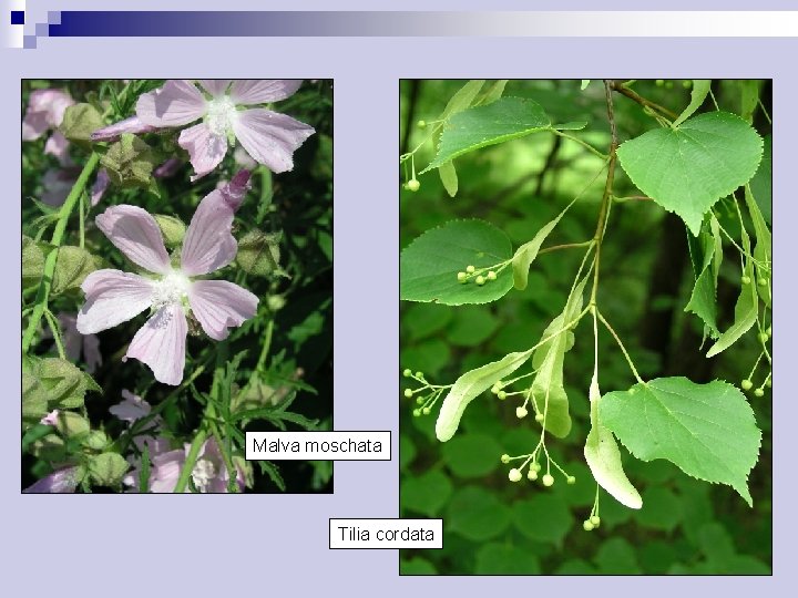 Malva moschata Tilia cordata 