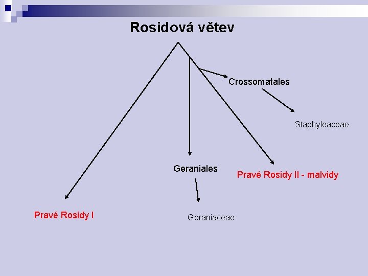 Rosidová větev Crossomatales Staphyleaceae Geraniales Pravé Rosidy I Geraniaceae Pravé Rosidy II - malvidy
