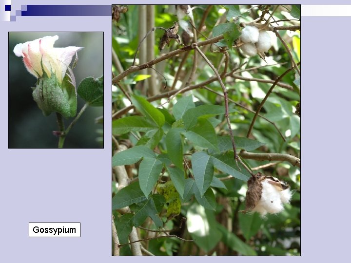 Gossypium 