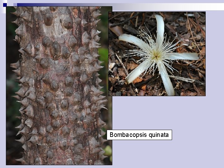 Bombacopsis quinata 