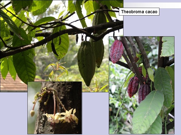 Theobroma cacao 