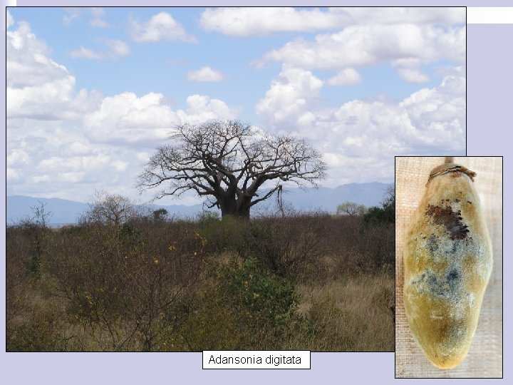 Adansonia digitata 