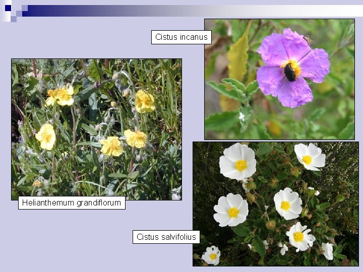 Cistus incanus Helianthemum grandiflorum Cistus salvifolius 