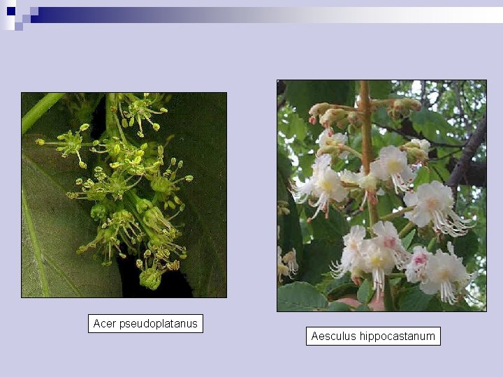 Acer pseudoplatanus Aesculus hippocastanum 