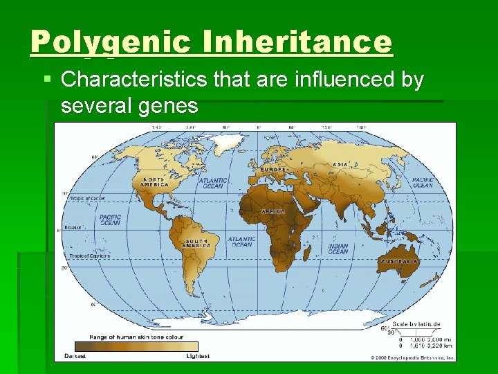 Polygenic Inheritance § Characteristics that are influenced by several genes 