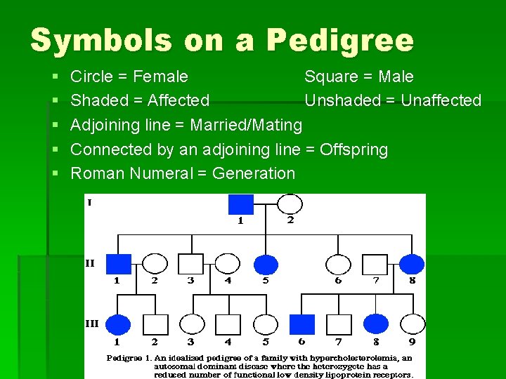 Symbols on a Pedigree § § § Circle = Female Square = Male Shaded