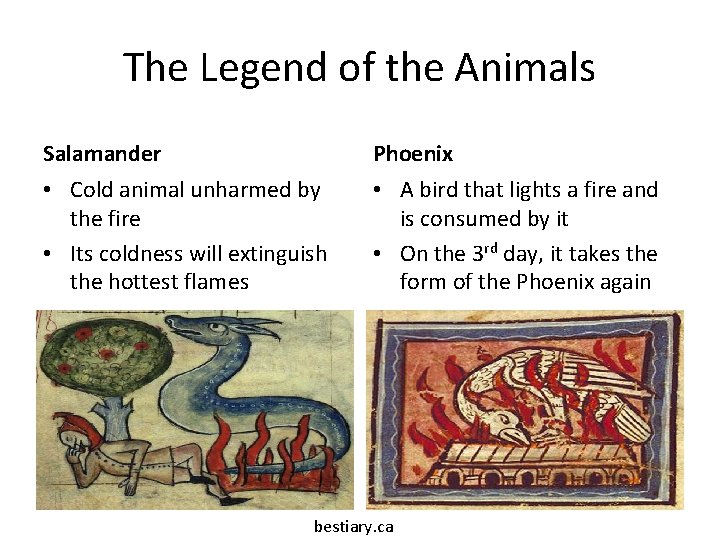 The Legend of the Animals Salamander Phoenix • Cold animal unharmed by the fire