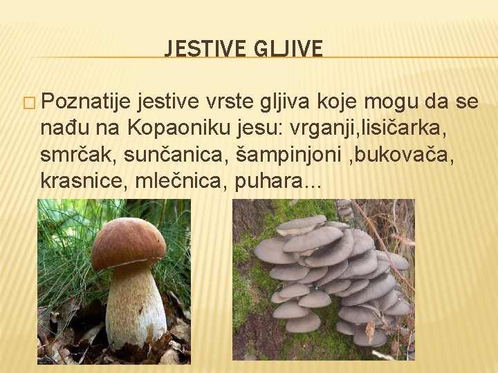 JESTIVE GLJIVE � Poznatije jestive vrste gljiva koje mogu da se nađu na Kopaoniku