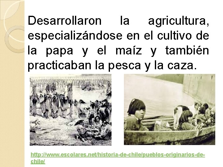 Desarrollaron la agricultura, especializándose en el cultivo de la papa y el maíz y Desarrollaron la agricultura, especializándose en el cultivo de la papa y el maíz y