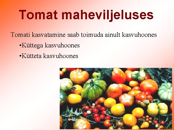 Tomat maheviljeluses Tomati kasvatamine saab toimuda ainult kasvuhoones • Küttega kasvuhoones • Kütteta kasvuhoones