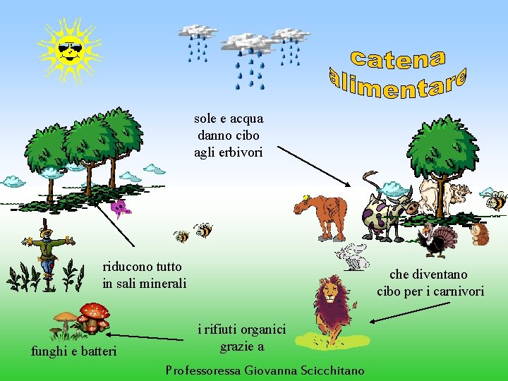 sole e acqua danno cibo agli erbivori riducono tutto in sali minerali funghi e