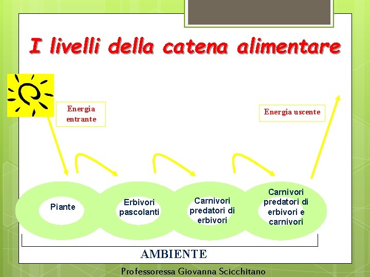 I livelli della catena alimentare Energia entrante Piante Energia uscente Erbivori pascolanti Carnivori predatori