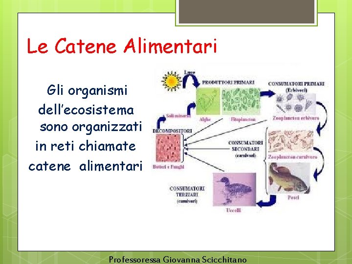 Le Catene Alimentari Gli organismi dell’ecosistema sono organizzati in reti chiamate catene alimentari Professoressa