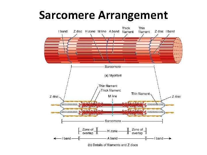 Sarcomere Arrangement 