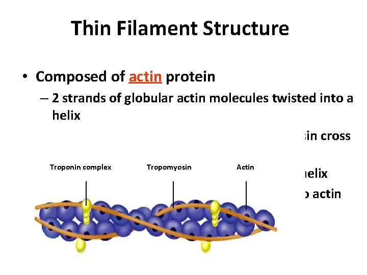 Thin Filament Structure • Composed of actin protein – 2 strands of globular actin