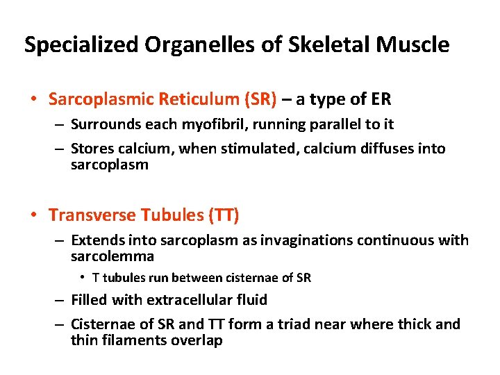 Specialized Organelles of Skeletal Muscle • Sarcoplasmic Reticulum (SR) – a type of ER