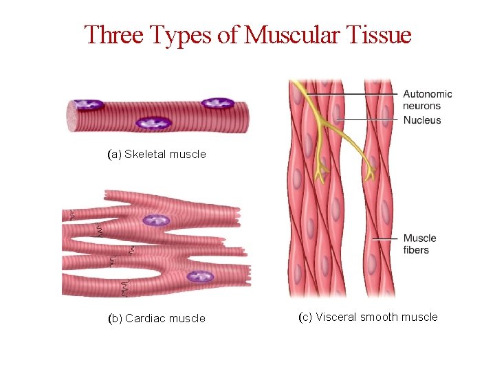 Three Types of Muscular Tissue (a) Skeletal muscle (b) Cardiac muscle (c) Visceral smooth