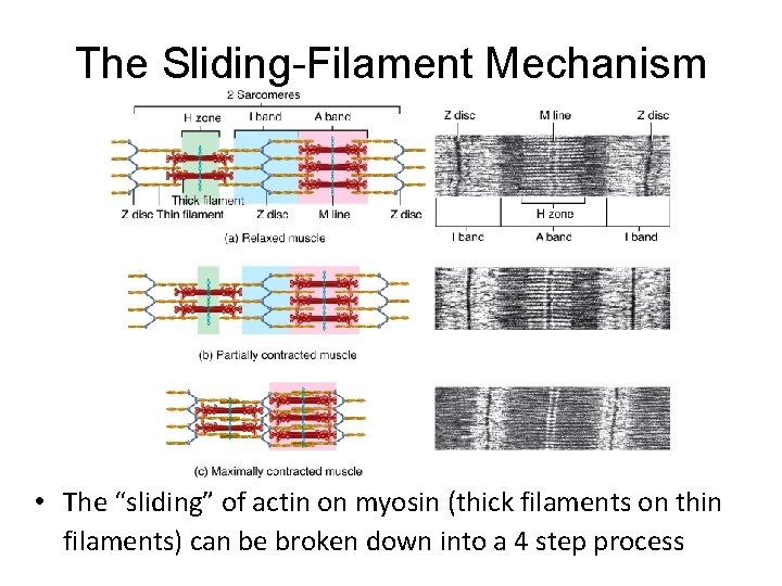The Sliding-Filament Mechanism • The “sliding” of actin on myosin (thick filaments on thin