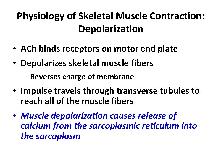 Physiology of Skeletal Muscle Contraction: Depolarization • ACh binds receptors on motor end plate