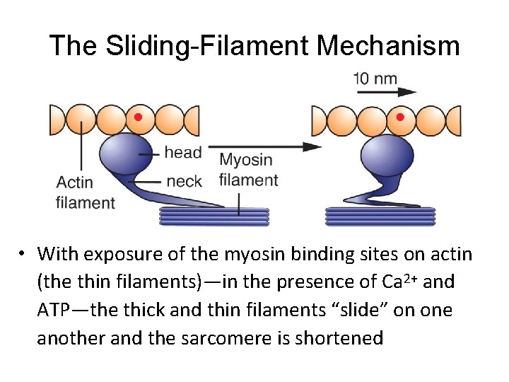 The Sliding-Filament Mechanism • With exposure of the myosin binding sites on actin (the