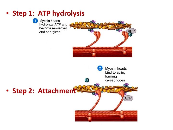  • Step 1: ATP hydrolysis • Step 2: Attachment 