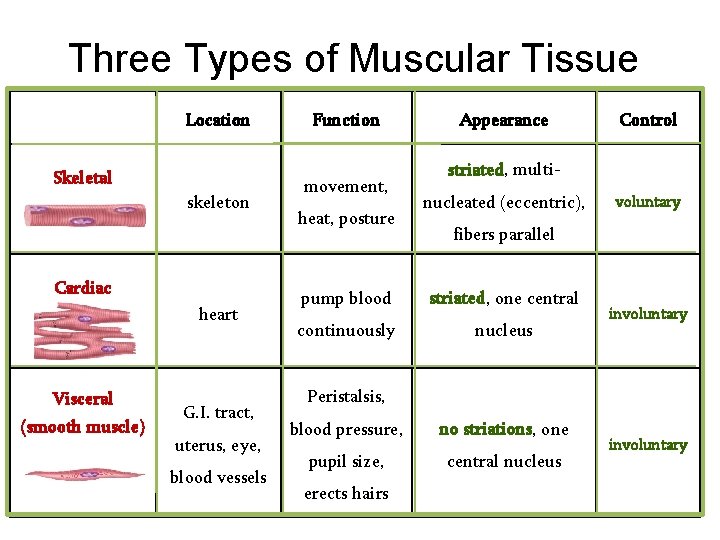 Three Types of Muscular Tissue Location Skeletal skeleton Cardiac heart Visceral (smooth muscle) G.