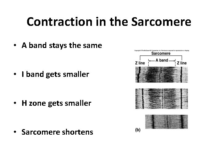 Contraction in the Sarcomere • A band stays the same • I band gets