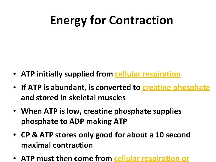 Energy for Contraction • ATP initially supplied from cellular respiration • If ATP is