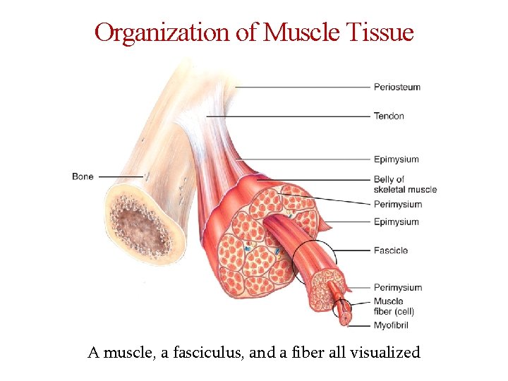 Organization of Muscle Tissue A muscle, a fasciculus, and a fiber all visualized 