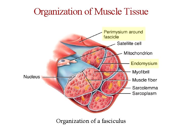 Organization of Muscle Tissue Organization of a fasciculus 