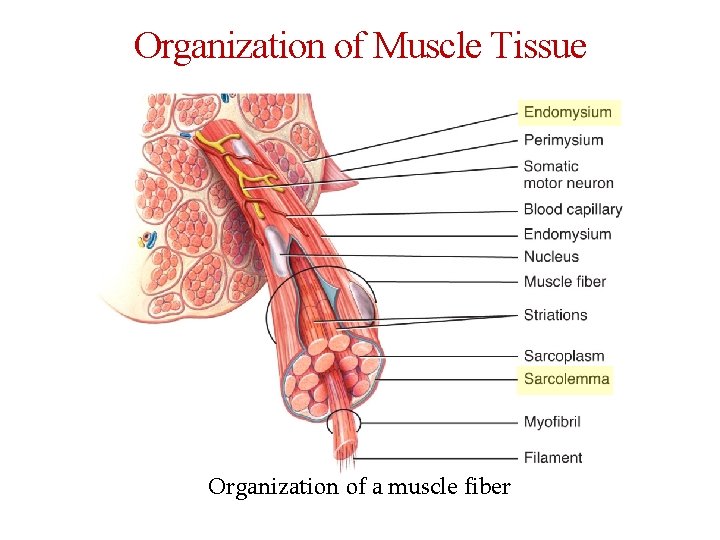 Organization of Muscle Tissue Organization of a muscle fiber 