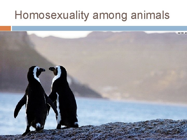 Homosexuality among animals 