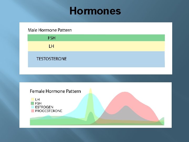 Hormones 