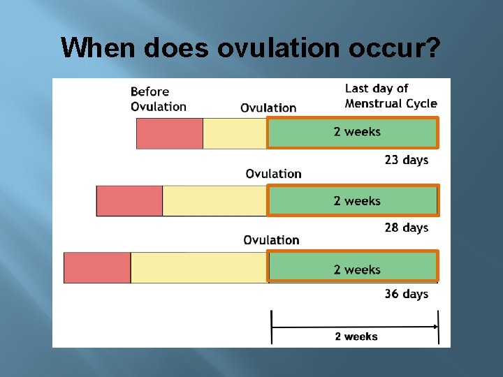 When does ovulation occur? 
