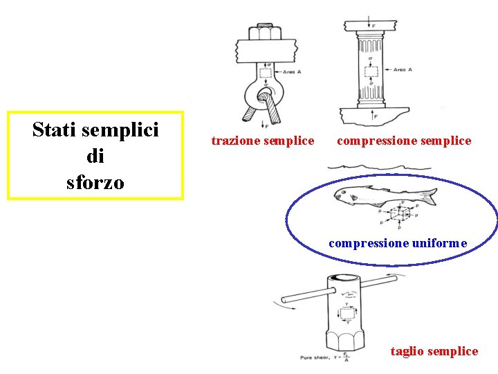 Stati semplici di sforzo trazione semplice compressione uniforme taglio semplice 