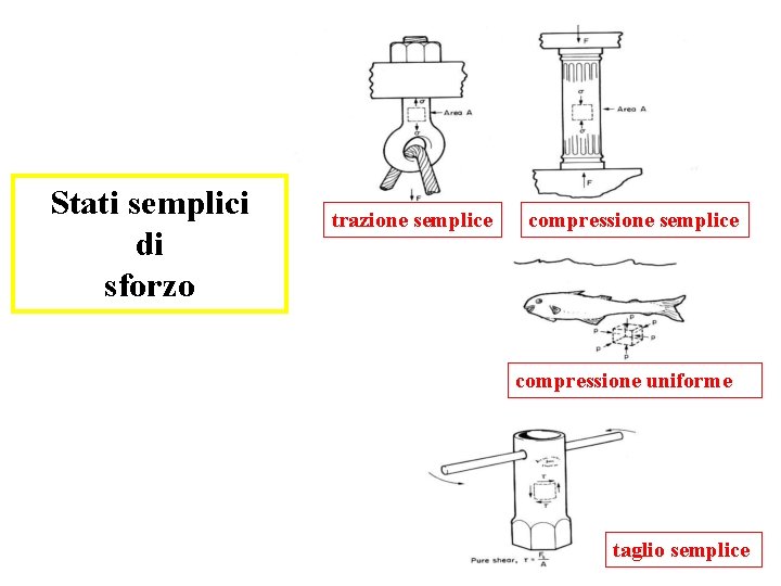 Stati semplici di sforzo trazione semplice compressione uniforme taglio semplice 