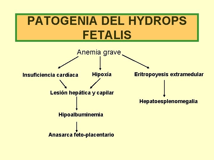 PATOGENIA DEL HYDROPS FETALIS Anemia grave Insuficiencia cardíaca Hipoxía Eritropoyesis extramedular Lesión hepática y