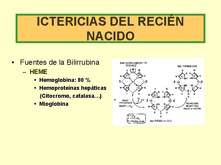 ICTERICIAS DEL RECIÉN NACIDO • Fuentes de la Bilirrubina – HEME § Hemoglobina: 80