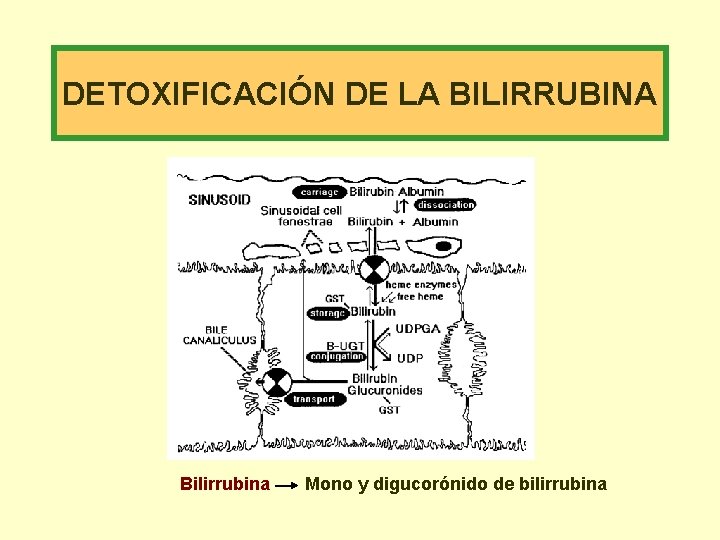 DETOXIFICACIÓN DE LA BILIRRUBINA Bilirrubina Mono y digucorónido de bilirrubina 