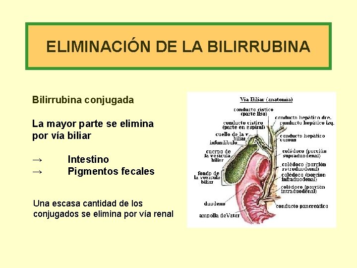 ELIMINACIÓN DE LA BILIRRUBINA Bilirrubina conjugada La mayor parte se elimina por vía biliar