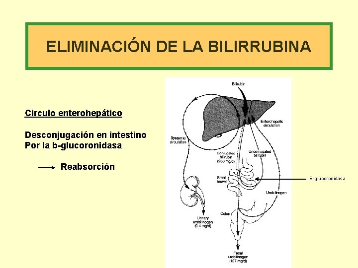 ELIMINACIÓN DE LA BILIRRUBINA Circulo enterohepático Desconjugación en intestino Por la b-glucoronidasa Reabsorción B-glucoronidasa