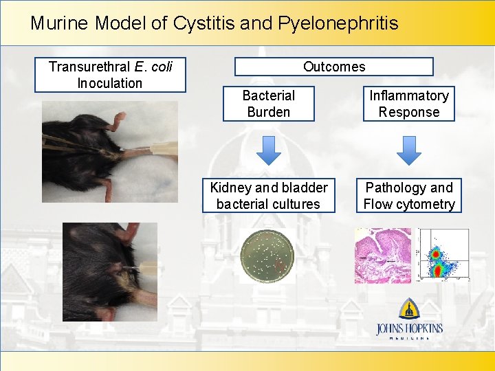 Murine Model of Cystitis and Pyelonephritis Transurethral E. coli Inoculation Outcomes Bacterial Burden Inflammatory