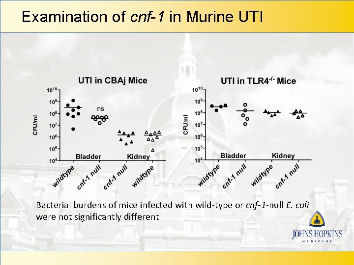 Examination of cnf-1 in Murine UTI Bacterial burdens of mice infected with wild-type or