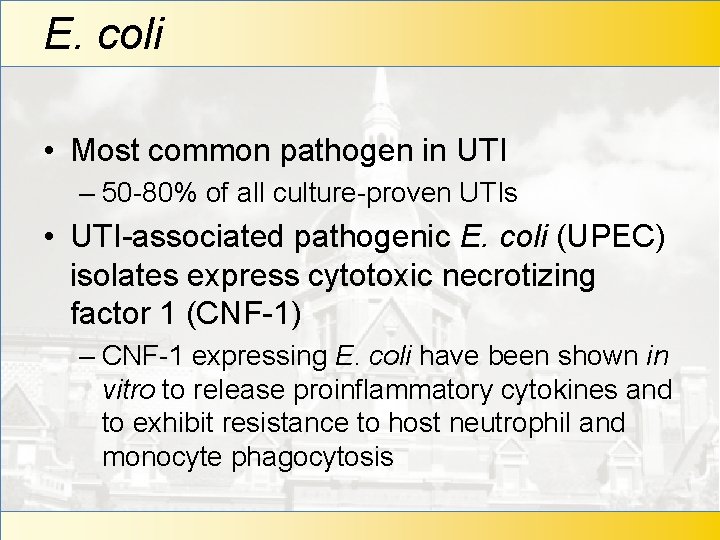 E. coli • Most common pathogen in UTI – 50 -80% of all culture-proven