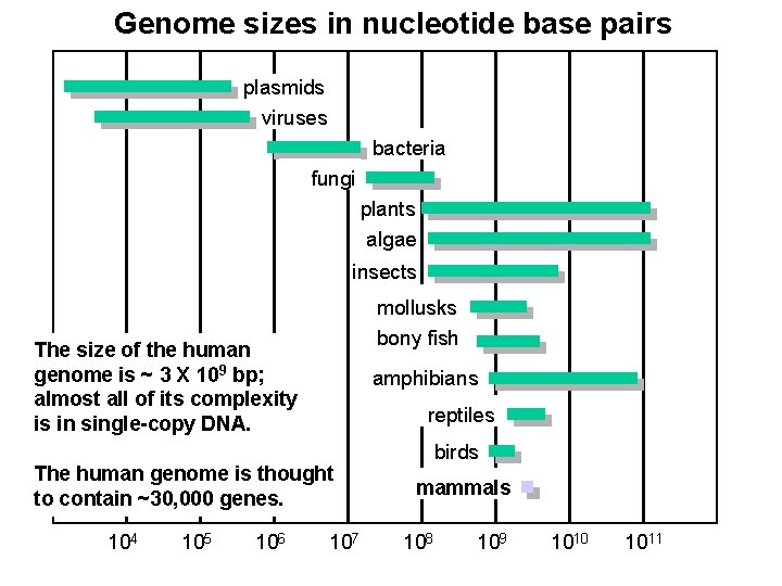 Genome sizes in nucleotide base pairs plasmids viruses bacteria fungi plants algae insects mollusks Genome sizes in nucleotide base pairs plasmids viruses bacteria fungi plants algae insects mollusks