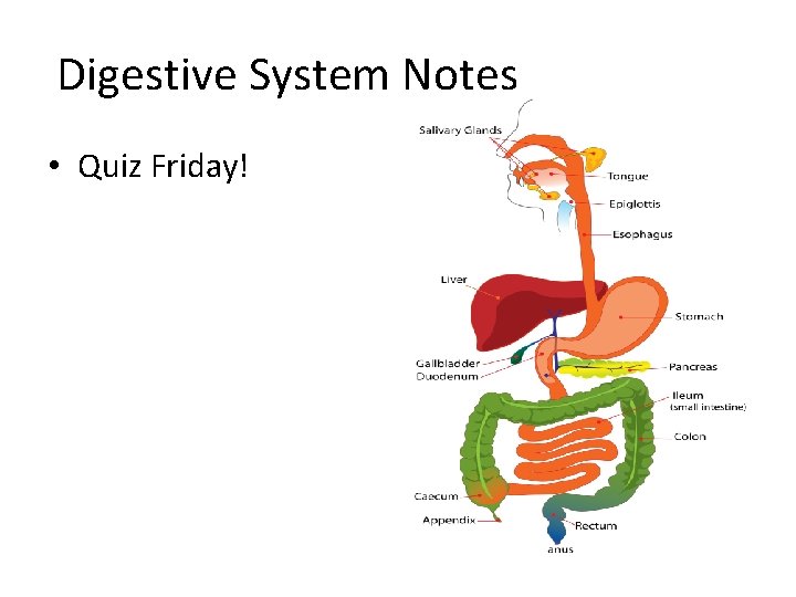 Digestive System Notes • Quiz Friday! 