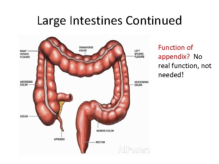 Large Intestines Continued Function of appendix? No real function, not needed! 