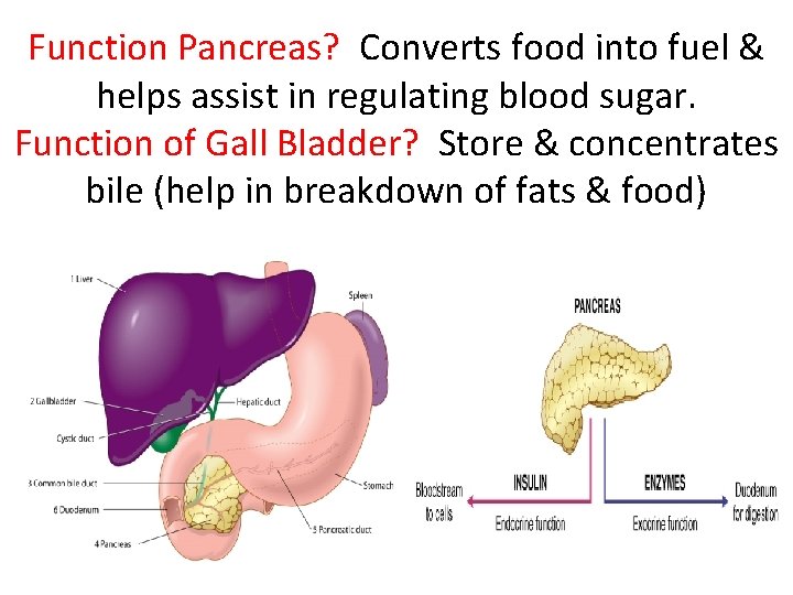 Function Pancreas? Converts food into fuel & helps assist in regulating blood sugar. Function