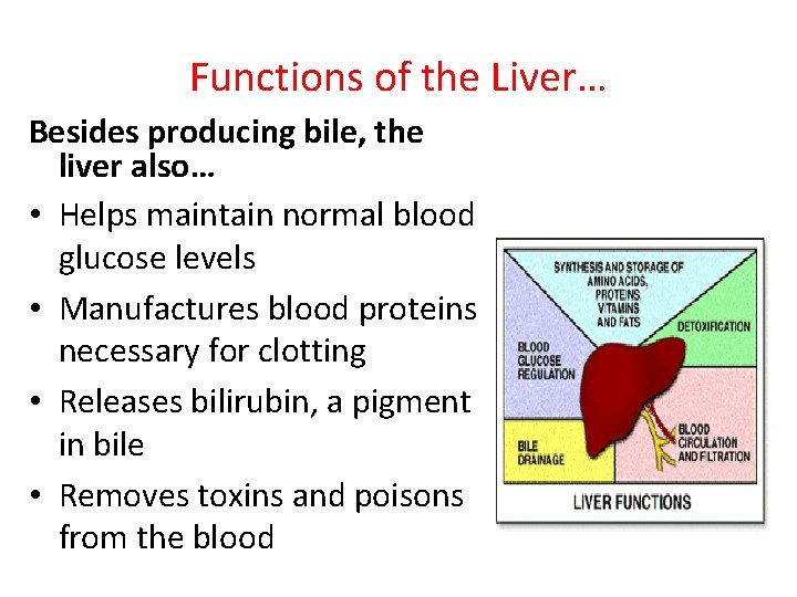 Functions of the Liver… Besides producing bile, the liver also… • Helps maintain normal